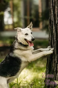 Айно в поиске дома