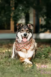 Удивительная Айка ищет дом