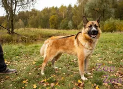 Алиса очень ждёт свою семью.