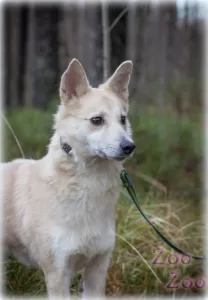 Собачка Айна в поиске любящего хозяина