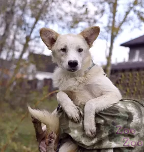 Добрый Кай пёсик носик ищет дом