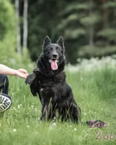 Красавец Джек ищет дом!