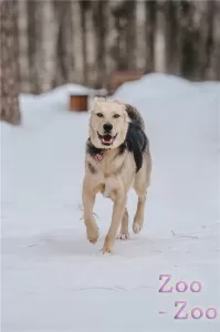 Чудесный пёс Дэнвер ищет семью.