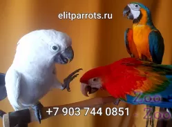 Попугаи - ручные птенцы из питомника